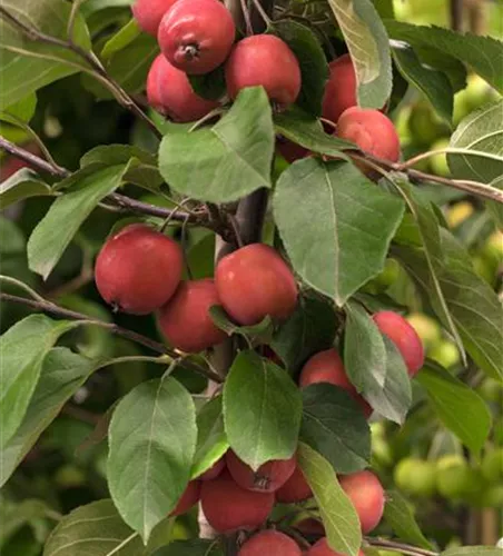 Zierapfel 'Red Jade'