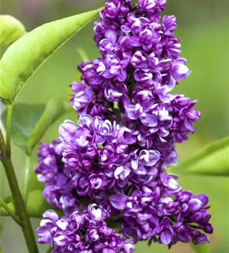 Syringa vulg.'Charles Joly'