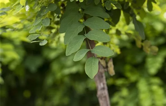 Kugelakazie 'Umbraculifera'