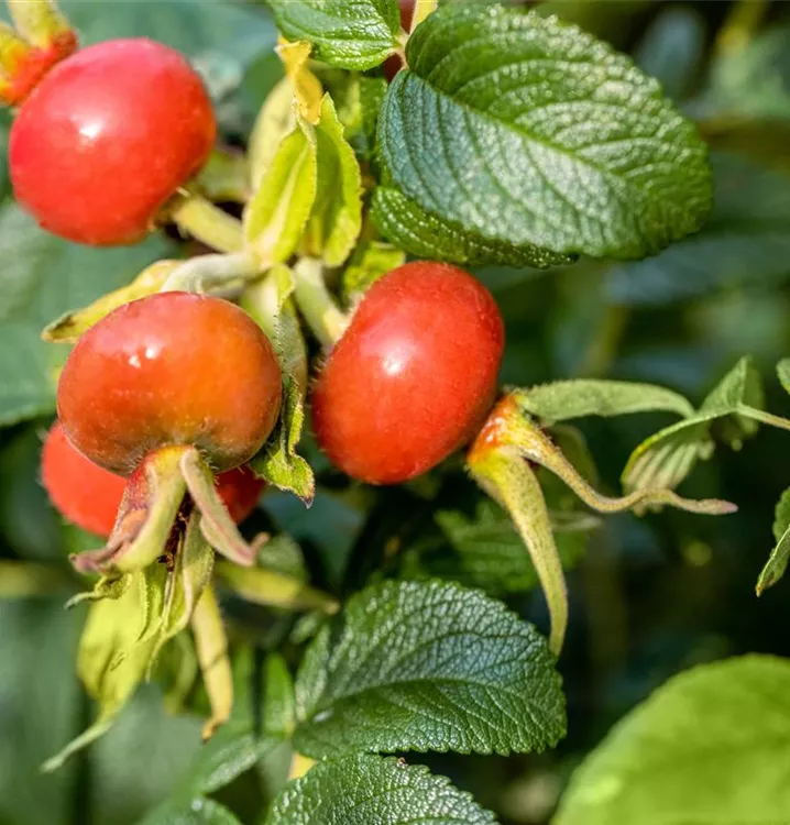 Rosa rugosa 'Alba'