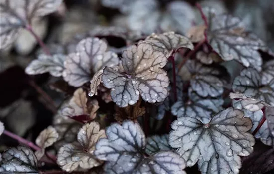 Garten-Silberglöckchen 'Sugar Frosting'