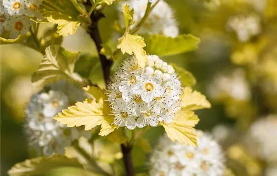 Gelbe Fasanenspiere 'Golden Nugget'