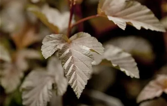 Fasanenspiere 'Lady in Red'®