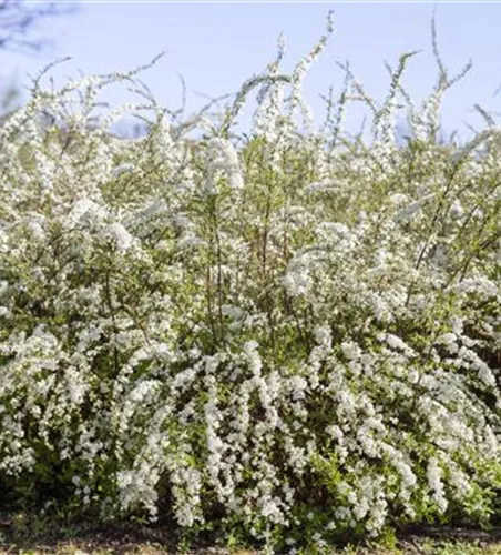 Blütengehölzhecke