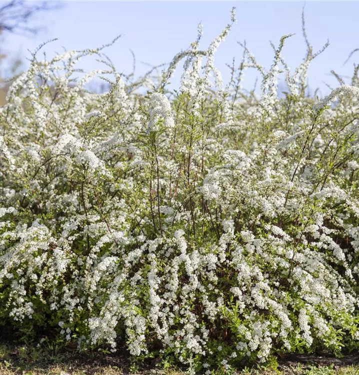 Blütensträucher, Hecke