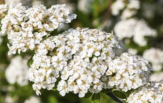 Strauchspiere 'Snowmound'