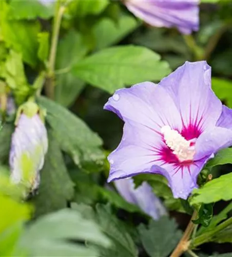 Garteneibisch 'Marina'