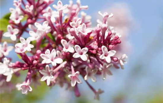 Syringa prestoniae 'Redwine'