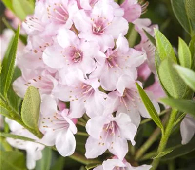 Rhododendron 'Bloombux'®