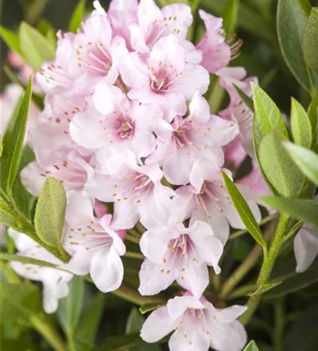 Rhododendron 'Bloombux'®