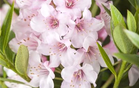 Rhododendron 'Bloombux'®