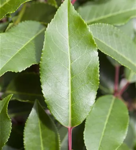 Portugisische Lorbeerkirsche 'Angustifolia' - Hecke