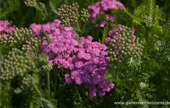 Schafgarbe 'Pink Grapefruit'