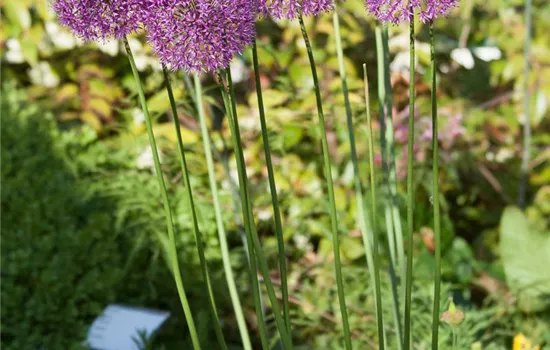 Garten-Kugel-Lauch 'Purple Sensation'