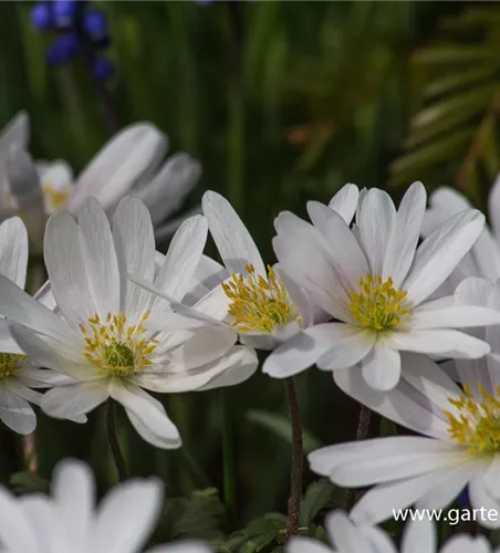 Garten-Strahlen-Windröschen 'White Splendour'