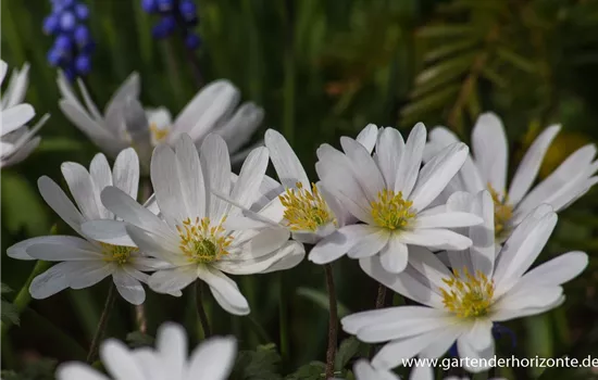 Garten-Strahlen-Windröschen 'White Splendour'