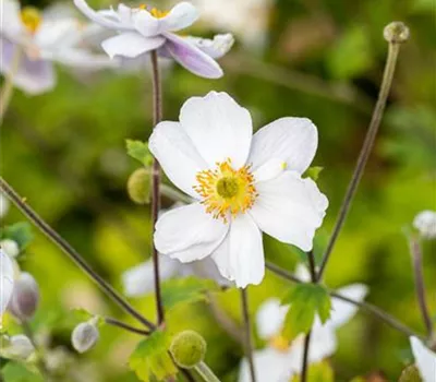 Garten-Herbst-Anemone 'Whirlwind'