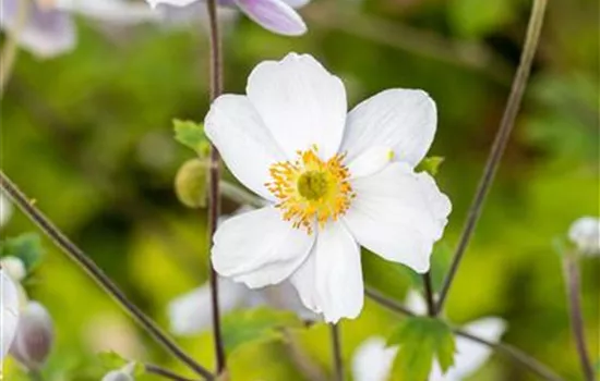 Garten-Herbst-Anemone 'Whirlwind'