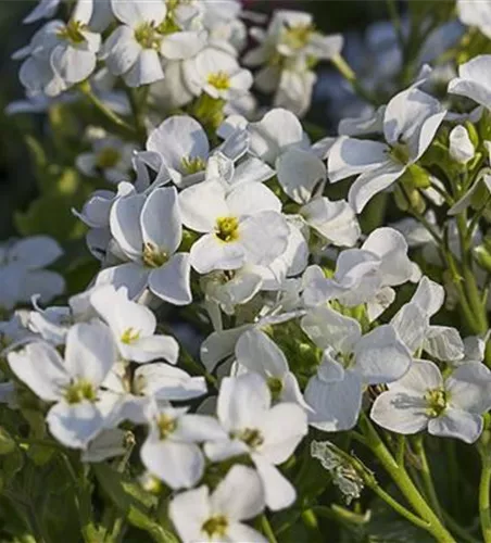 Kaukasus-Gänsekresse 'Little Treasure White'