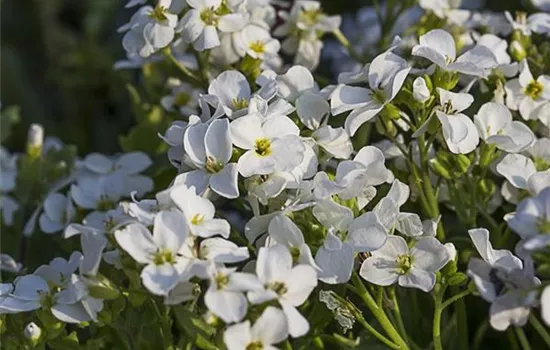 Kaukasus-Gänsekresse 'Little Treasure White'