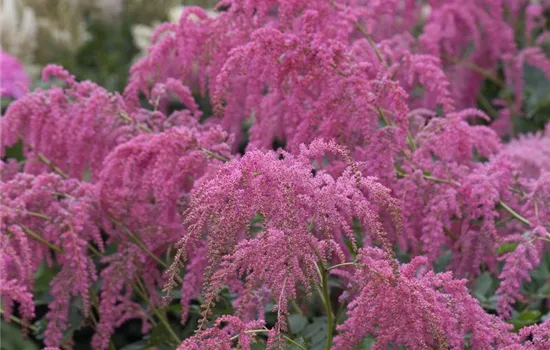 Thunbergs Garten-Prachtspiere 'Straußenfeder'