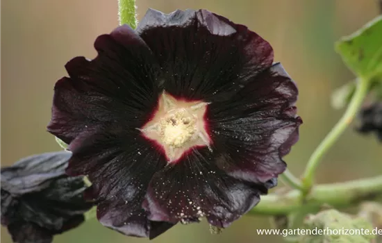 Garten-Stockrose 'Nigra'