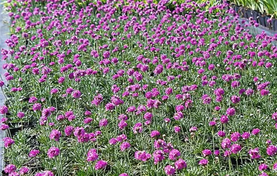 Garten-Grasnelke 'Düsseldorfer Stolz'