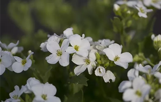 Garten-Gänsekresse 'Snowfix'