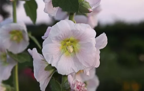 Bleiche Stockrose