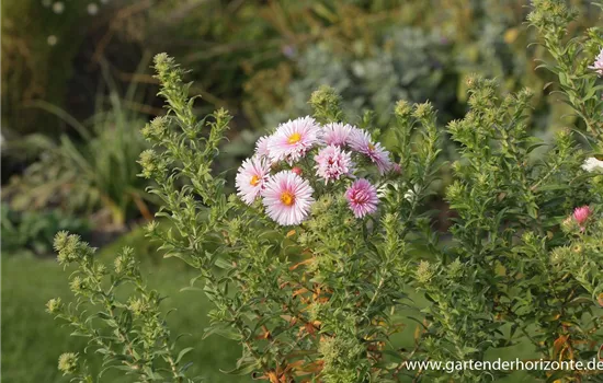 Garten-Raublatt-Aster 'Rudelsburg'