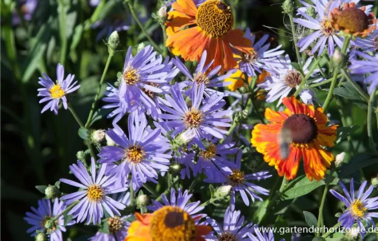 Herzblatt-Aster 'Twilight'