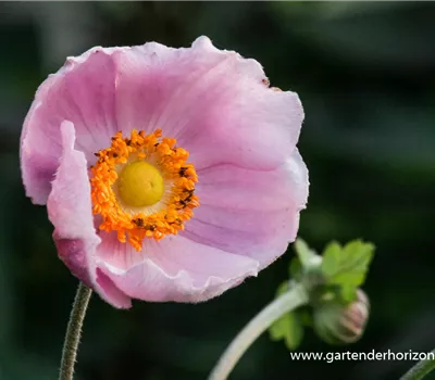 Garten-Herbst-Anemone 'September Charm'