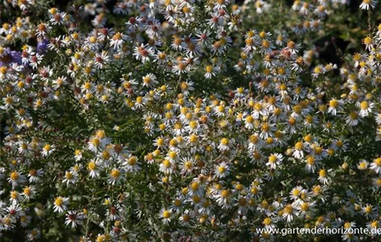 Garten-Myrten-Aster 'Golden Spray'