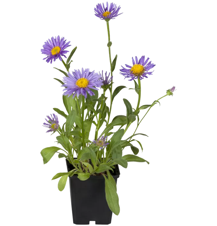 Aster amellus 'Dr Otto Petscheck'