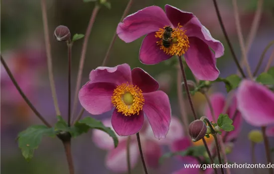 Japan-Herbst-Anemone 'Splendens'