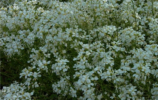 Karpaten-Schaumkresse 'Glacier'