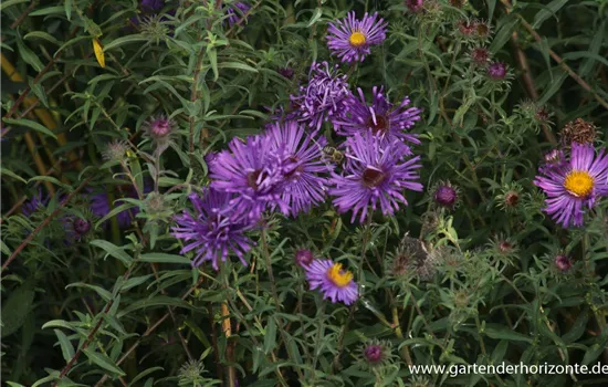 Raublatt-Aster