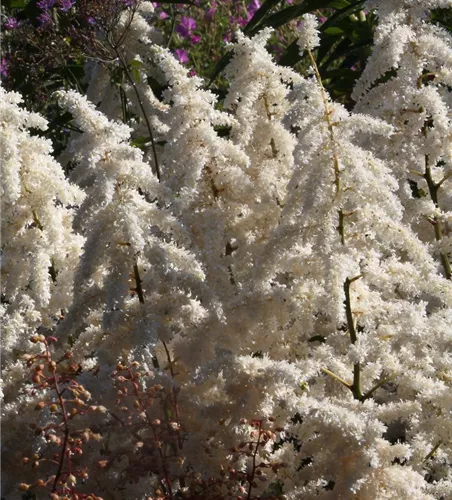 Garten-Prachtspiere 'Deutschland'