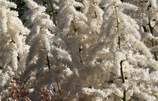 Garten-Prachtspiere 'Deutschland'