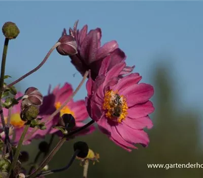 Garten-Herbst-Anemone 'Bressingham Glow'