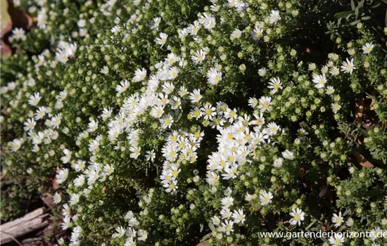 Garten-Teppich-Aster 'Snow Flurry'