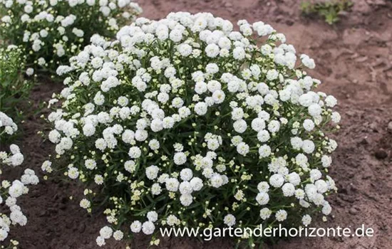 Garten-Bertrams-Garbe 'Diadem'