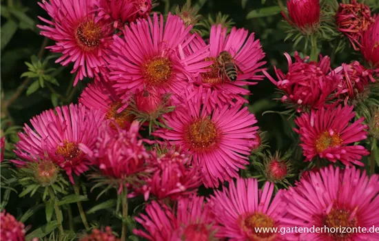 Garten-Raublatt-Aster 'Alma Pötschke'