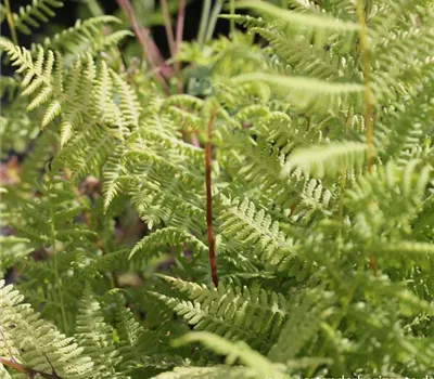 Athyrium filix-femina 'Lady in Red'