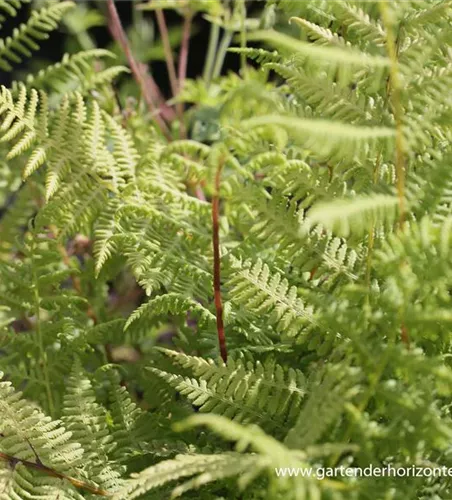 Athyrium filix-femina 'Lady in Red'