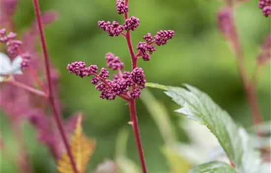 Arends Garten-Prachtspiere 'Fanal'