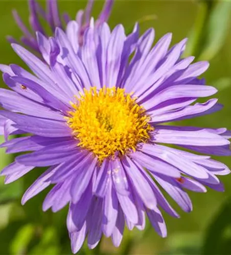 Alpen-Aster