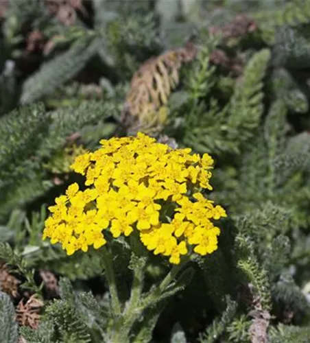 Garten-Teppich-Garbe 'Aurea'