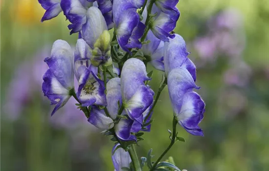 Weiß-blauer Eisenhut 'Bicolor'