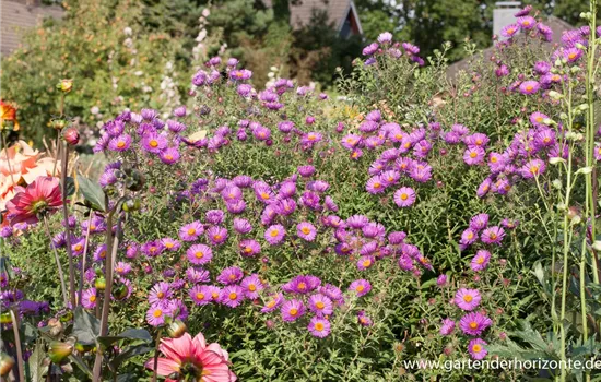 Raublatt-Aster